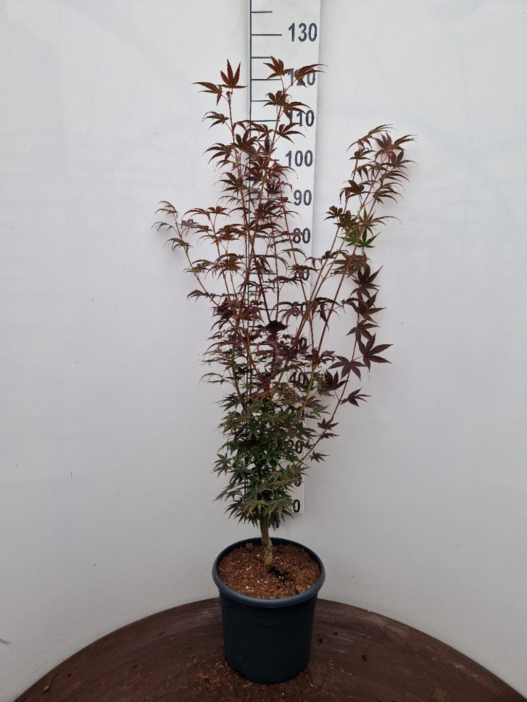 Acer pal. 'Pixie' - C10 80-100 CM